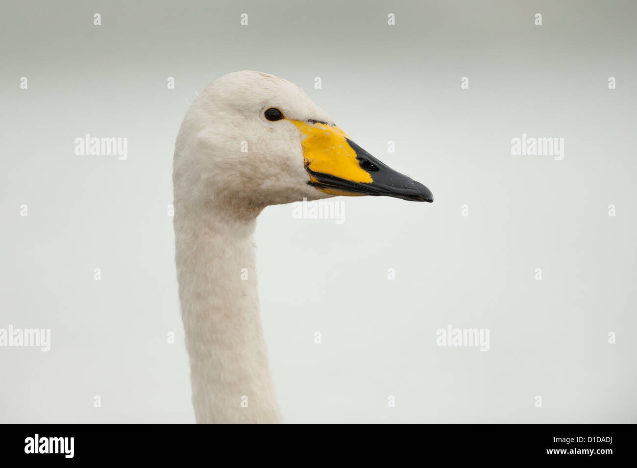 Un Whooper Swan fotografata sul fiume Doon, Scozia. Foto Stock