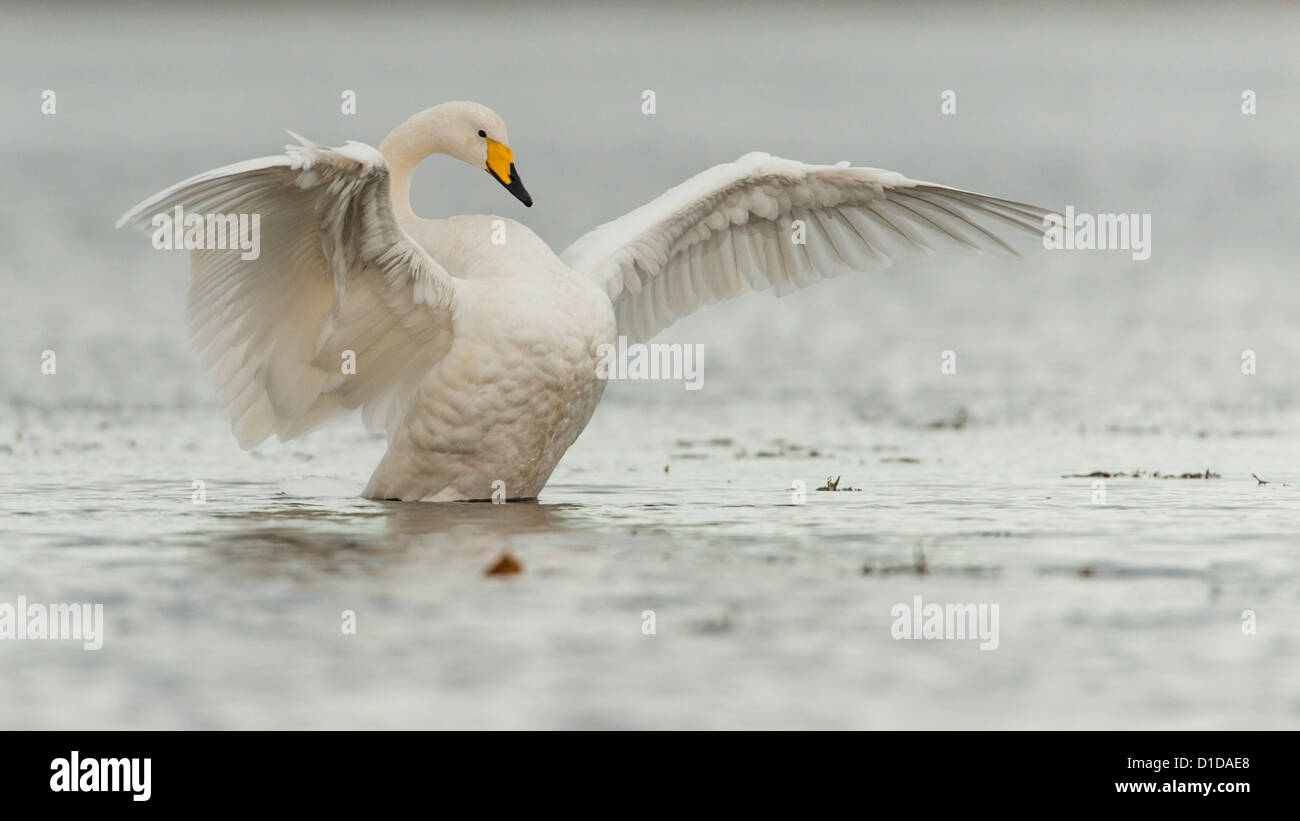 Un Whooper Swan si stende le sue ali sul fiume Doon, Scozia. Foto Stock