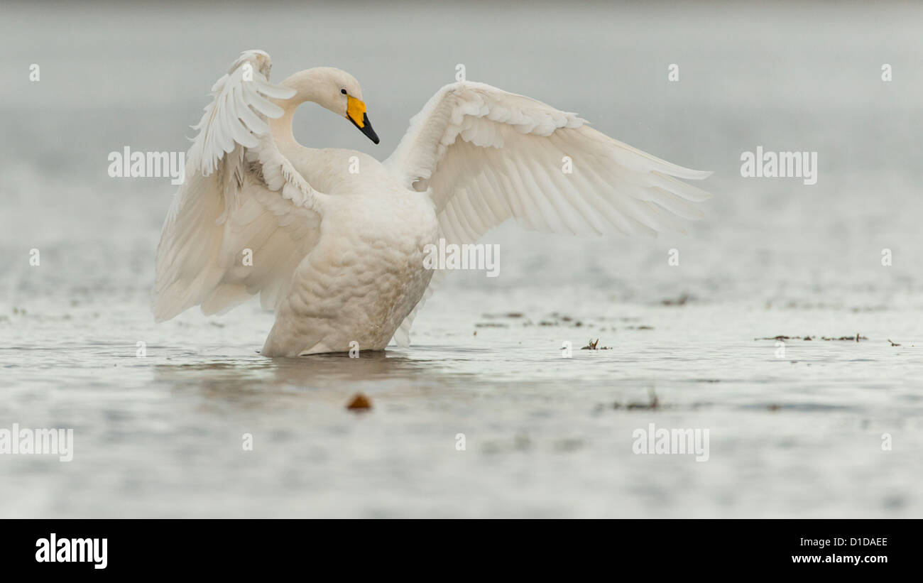 Un Whooper Swan si stende le sue ali sul fiume Doon, Scozia. Foto Stock