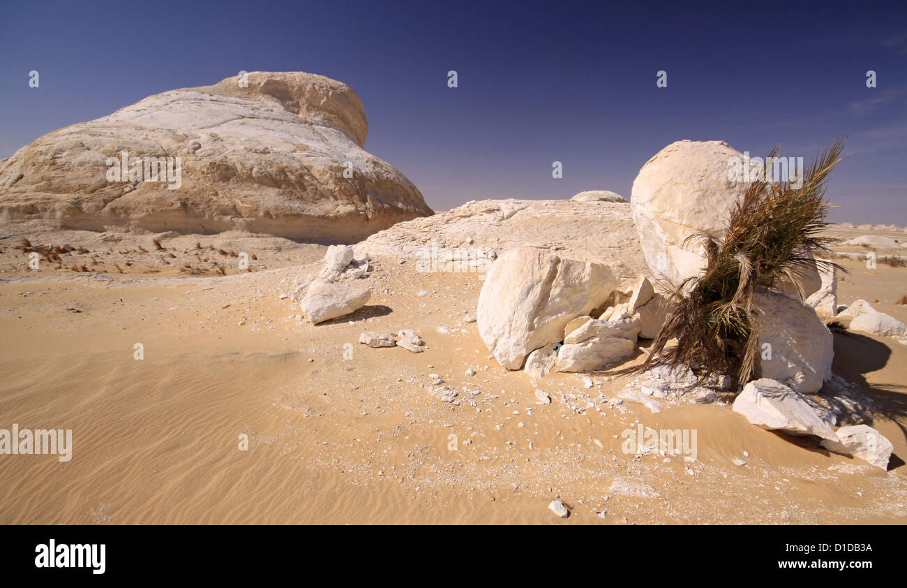 Colline di pietra calcarea nel deserto bianco e data tree Foto Stock