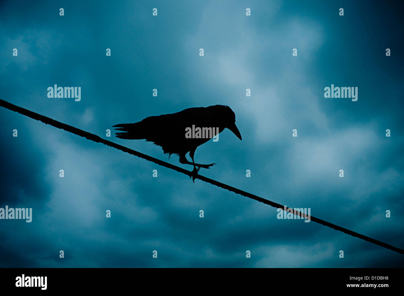 Crow camminando su un filo contro un drammatico cielo molto nuvoloso Foto Stock