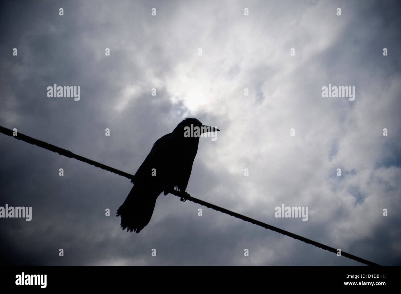Silhouette di un corvo in piedi su un filo Foto Stock