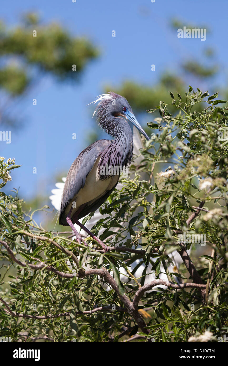 Airone tricolore (Egretta tricolore) arroccato su albero in Sant'Agostino Alligator Farm Zoological Park, St. Augustine, Florida Foto Stock