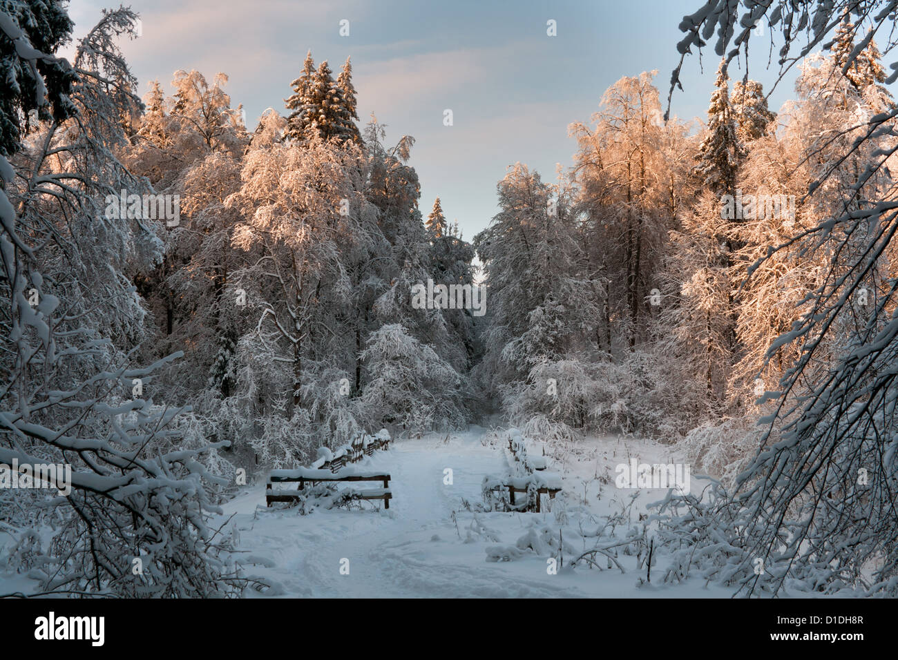 Il paese delle meraviglie invernali tranquilla foresta congelati. Blu cielo chiaro su sfondo. Foto Stock