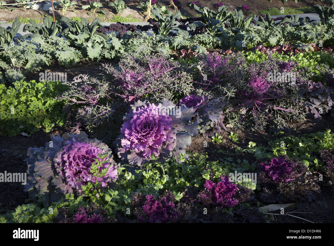 Varie forme di Kale che sono nella famiglia del cavolo presso il giardino BrooklynBotanic, Brooklyn, New York. Foto Stock