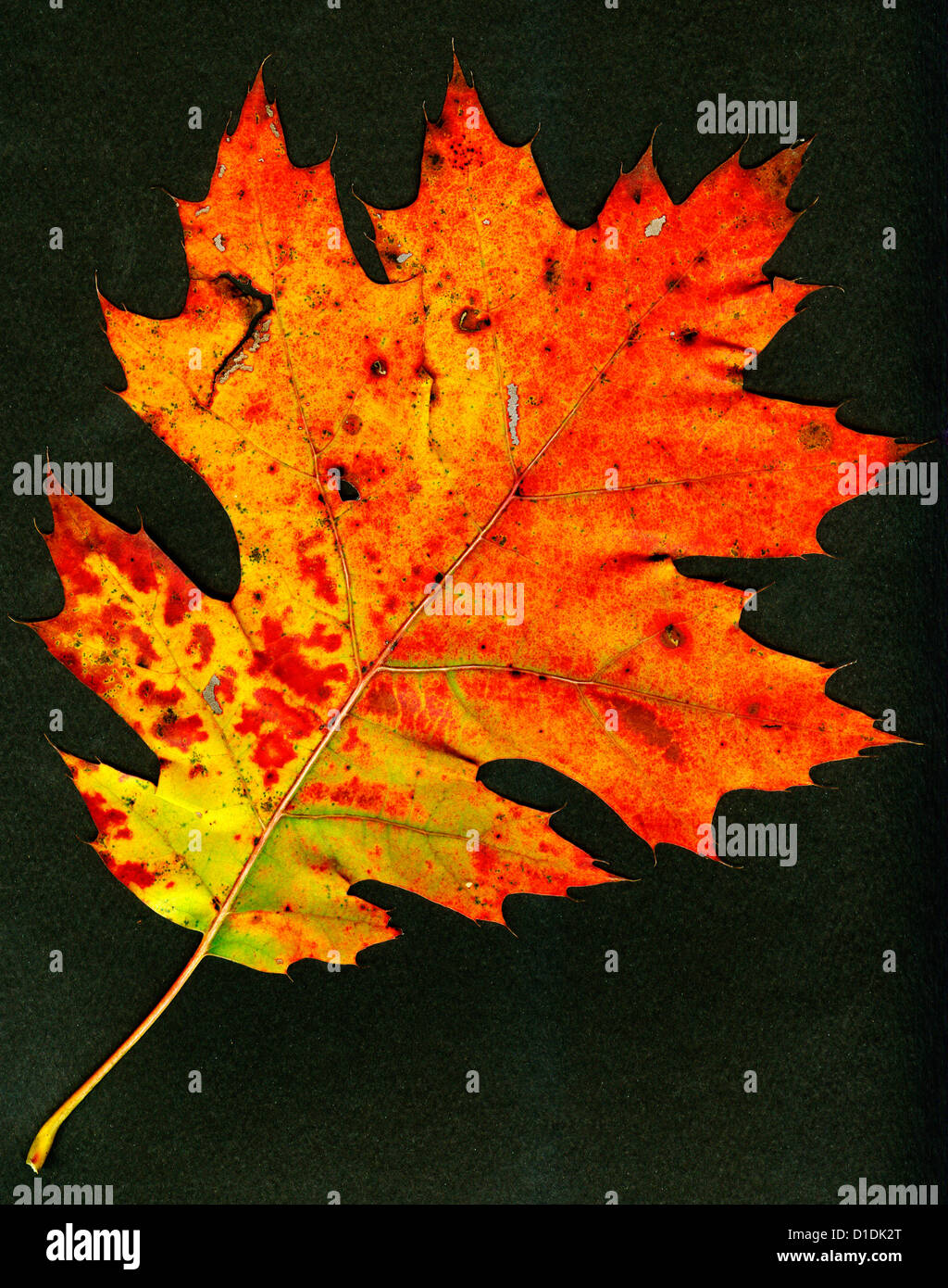 Foglie di quercia in luminosi colori autunnali Foto Stock