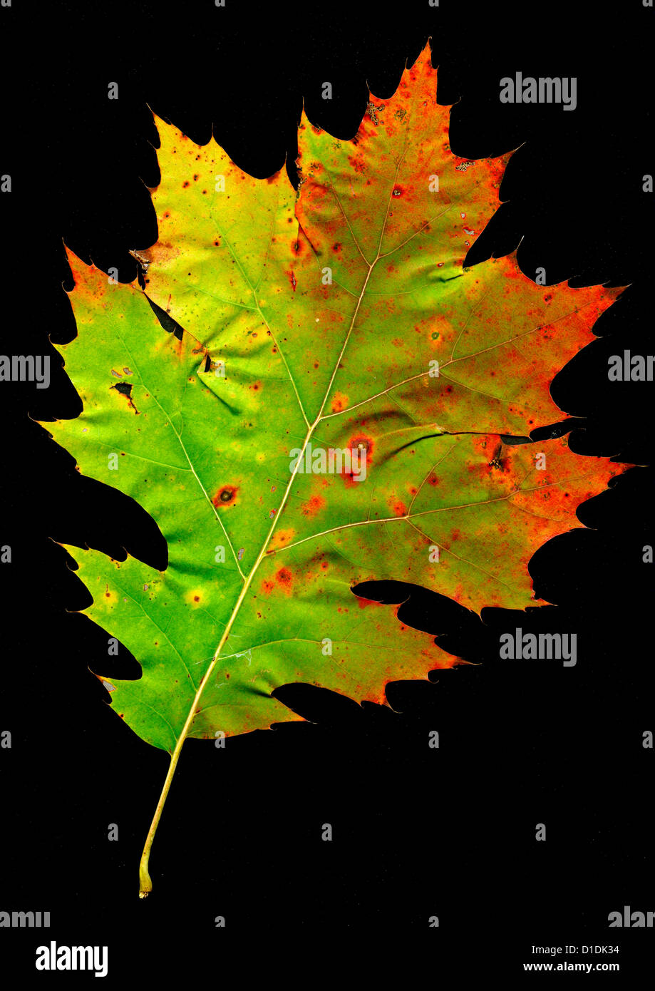 Foglie di quercia in luminosi colori autunnali Foto Stock