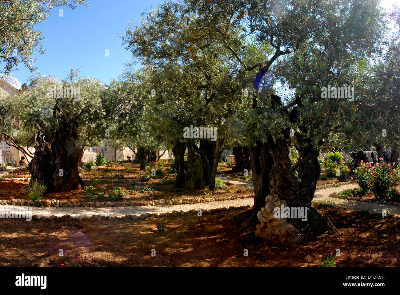 Giardino del Getsemani Gerusalemme raccolta Foto Stock