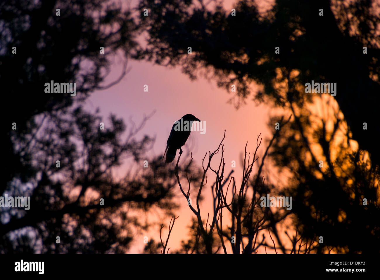 Raven seduto in una struttura ad albero al tramonto, il Parco Nazionale di Canyonlands, Utah. Foto Stock