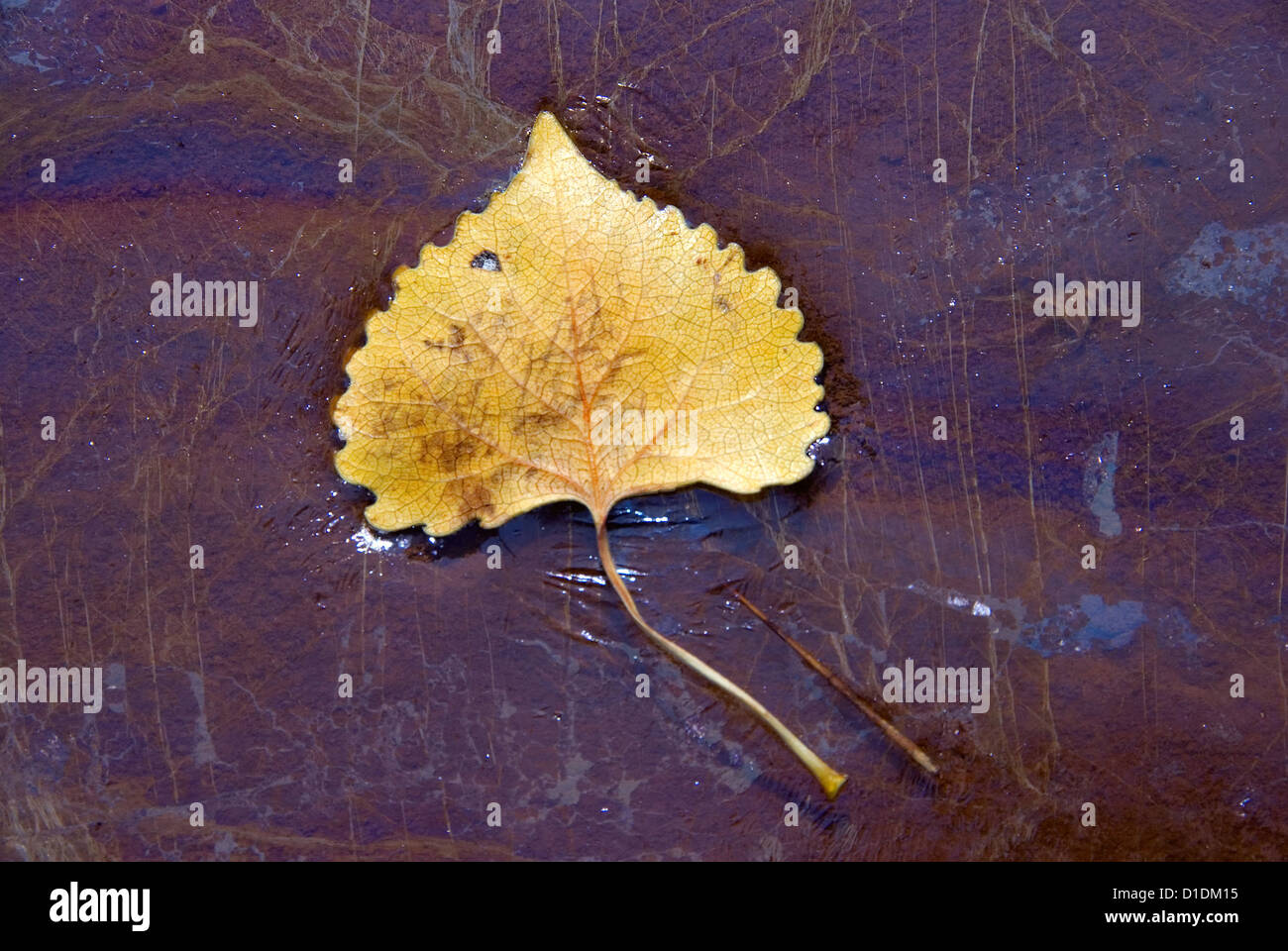 Pioppi neri americani sulla foglia di un pool con pellicola superficiale di ossido di ferro, il Parco Nazionale di Canyonlands, Utah. Foto Stock