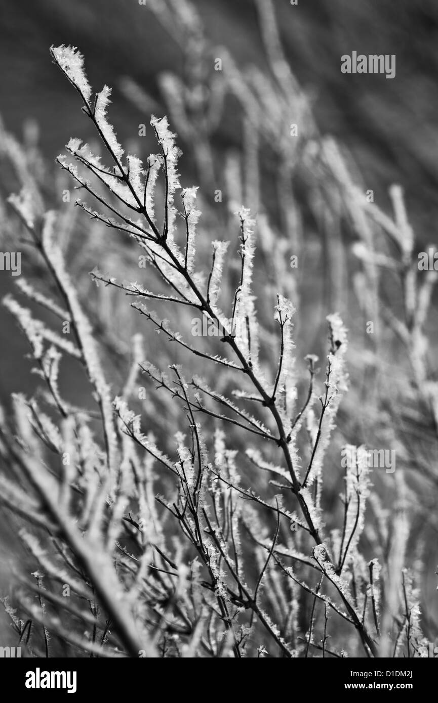 Primo piano della struttura invernale Foto Stock