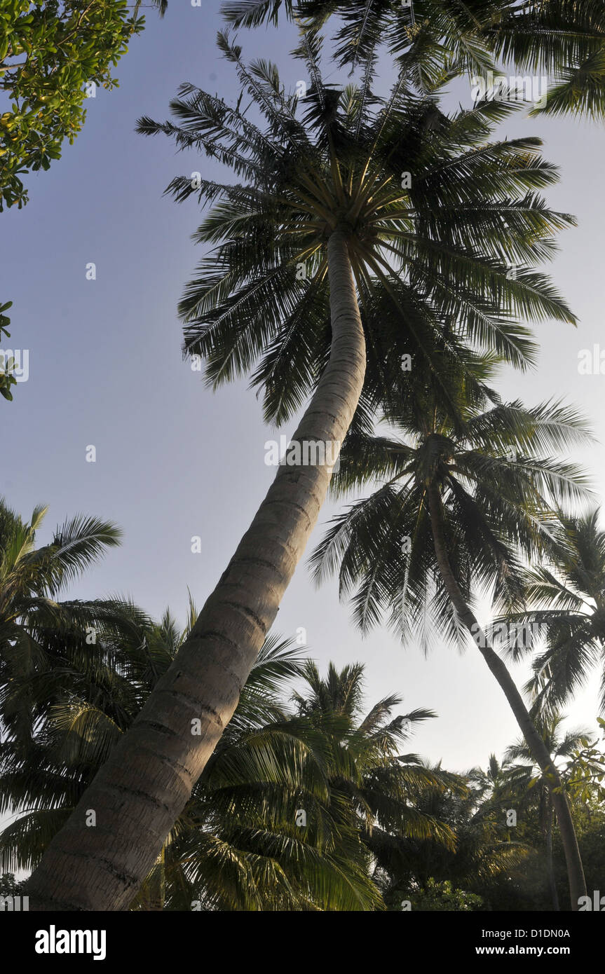 Palm tree contro il cielo Foto Stock