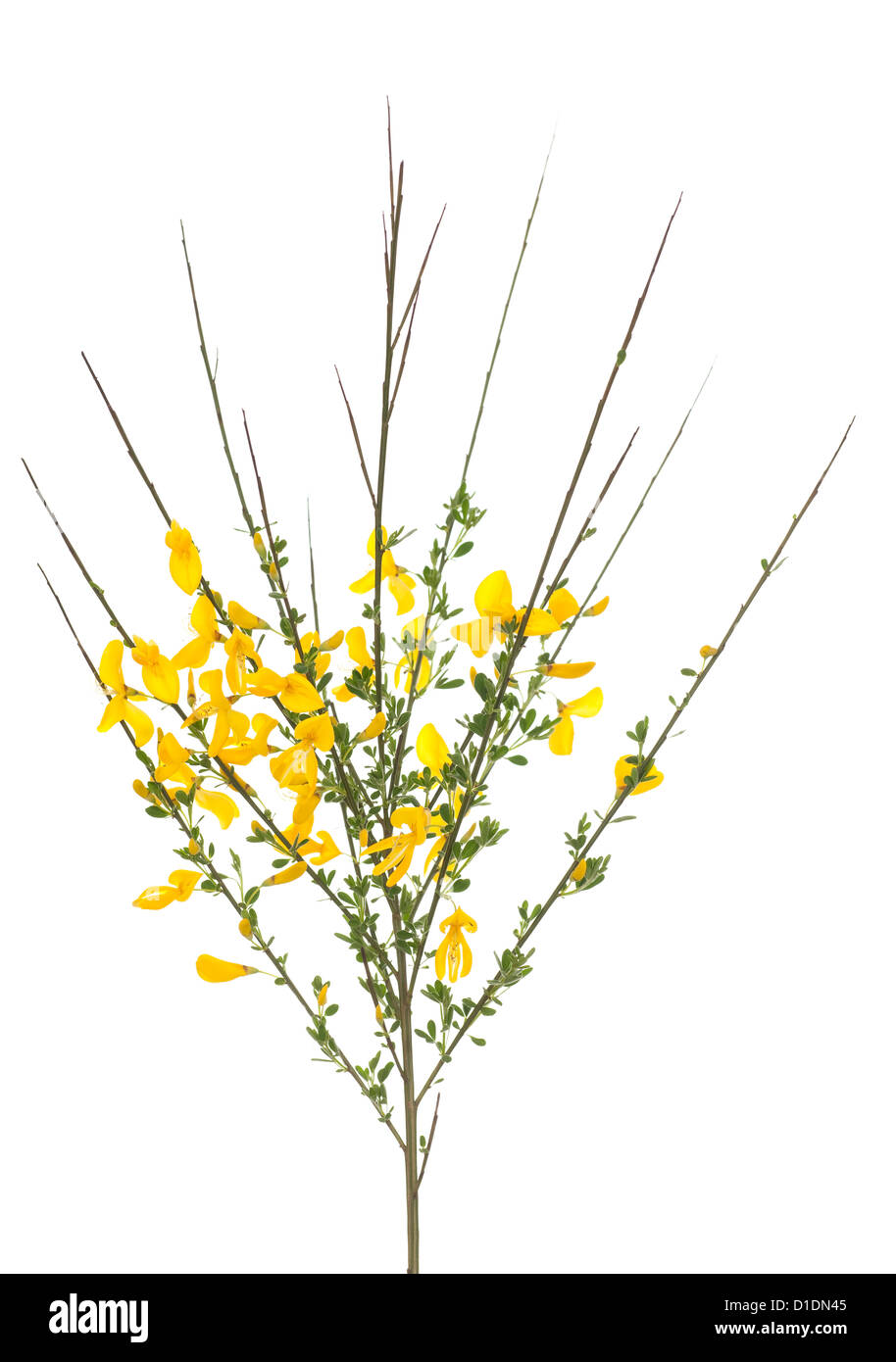 Boccola gialla ginestra (Cytisus scoparius) su bianco Foto Stock