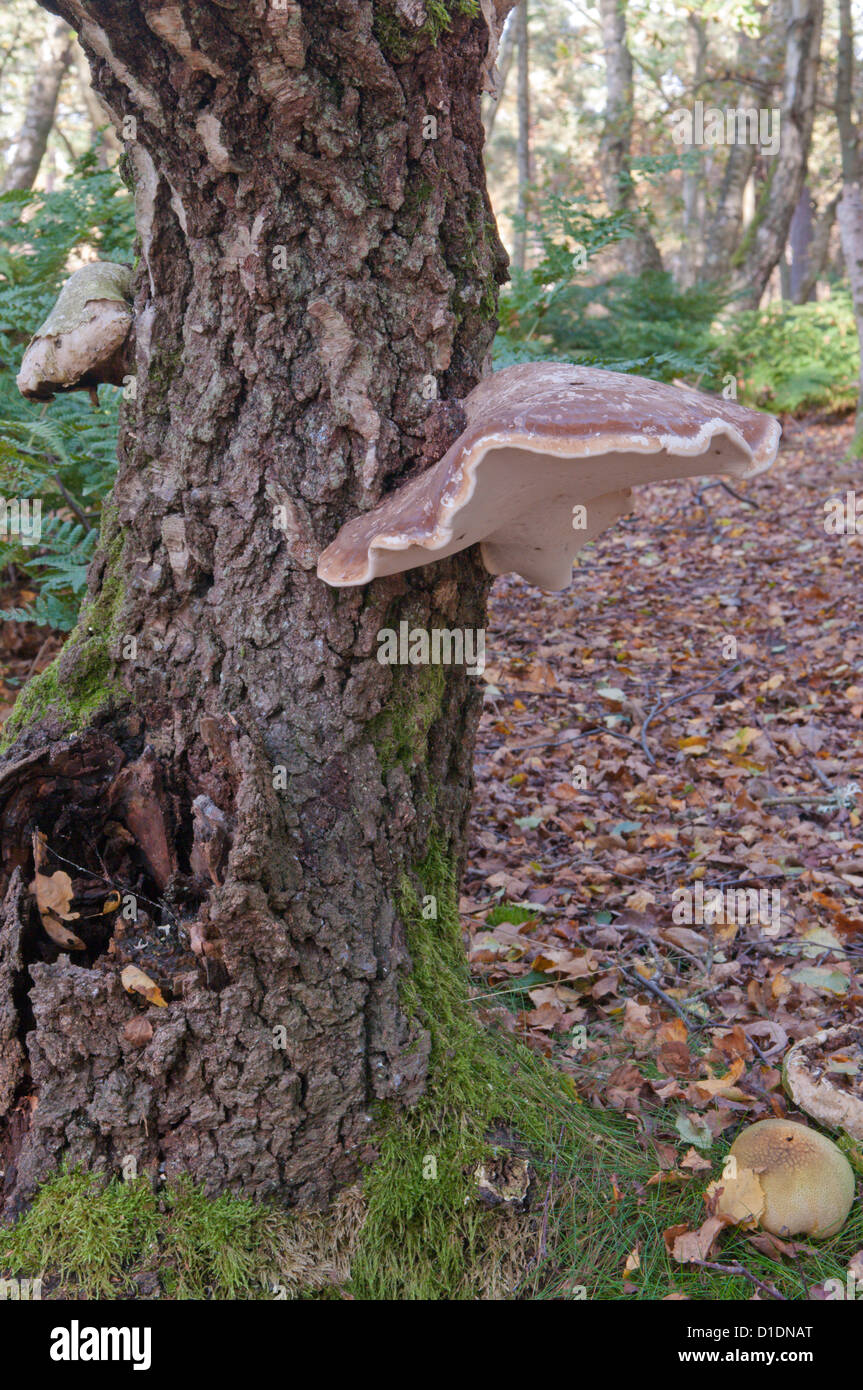 Staffa di betulla o un rasoio-strop Fungo (Piptoporus betulinus) West Sussex, Regno Unito. Ottobre. Foto Stock