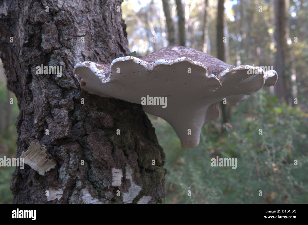 Staffa di betulla o un rasoio-strop Fungo (Piptoporus betulinus) West Sussex, Regno Unito. Ottobre. Foto Stock