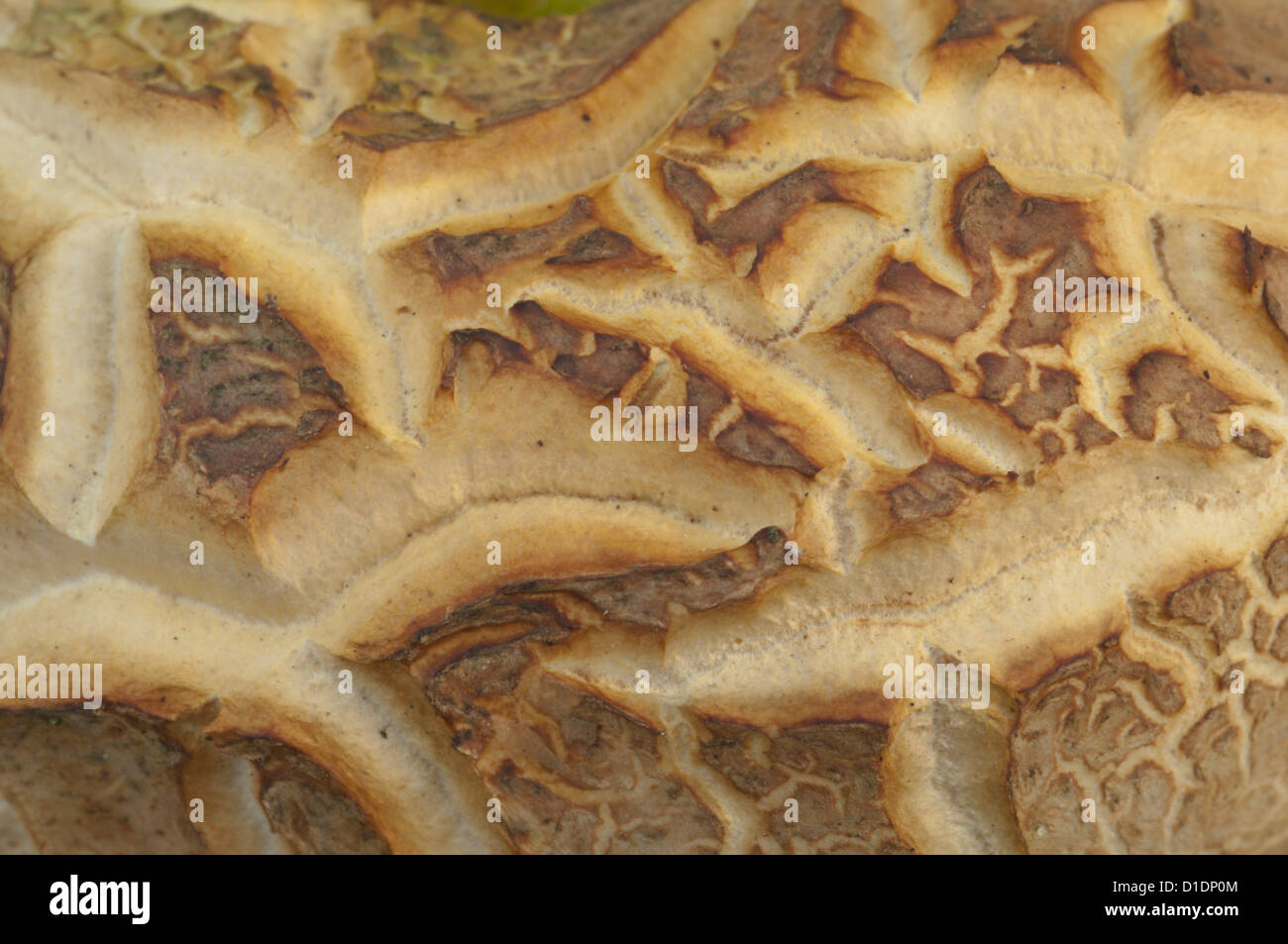 Messa a terra comune-ball (Scleroderma citrinum) West Sussex, Regno Unito. Ottobre Foto Stock