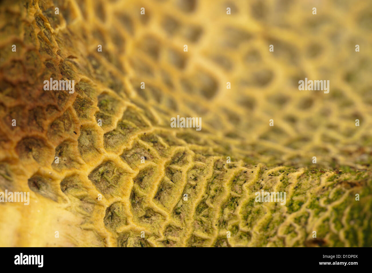 Messa a terra comune-ball (Scleroderma citrinum) West Sussex, Regno Unito. Ottobre Foto Stock