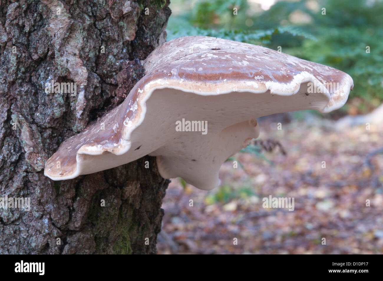 Staffa di betulla o un rasoio-strop Fungo (Piptoporus betulinus) West Sussex, Regno Unito. Ottobre. Foto Stock