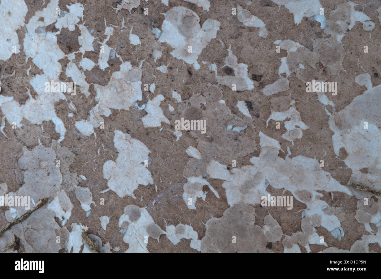 Staffa di betulla o un rasoio-strop Fungo (Piptoporus betulinus) West Sussex, Regno Unito. Ottobre. Foto Stock