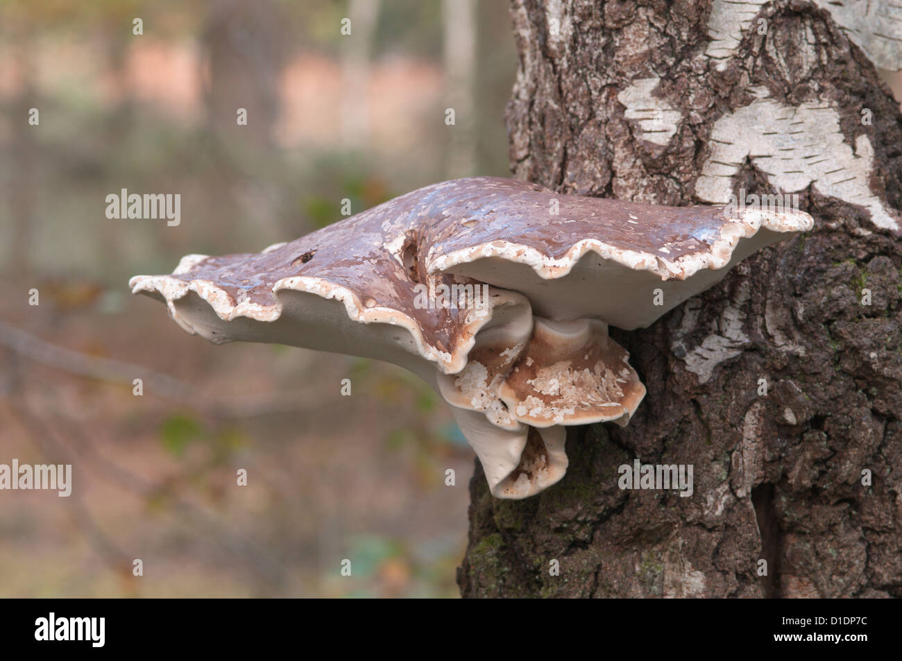 Staffa di betulla o un rasoio-strop Fungo (Piptoporus betulinus) West Sussex, Regno Unito. Ottobre. Foto Stock