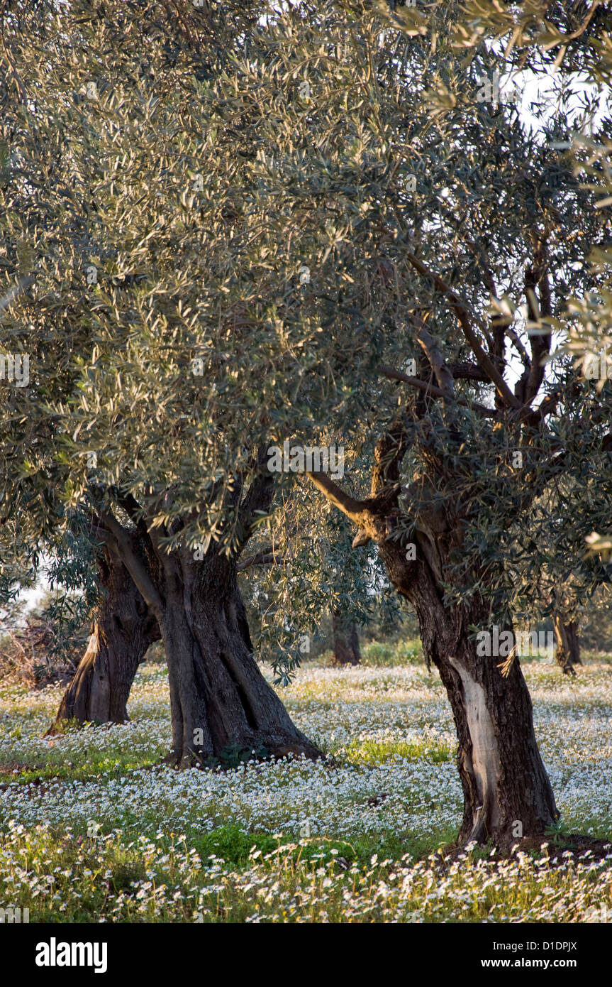 Uliveto in primavera (Pelion Peninsula, Tessaglia, Grecia) Foto Stock