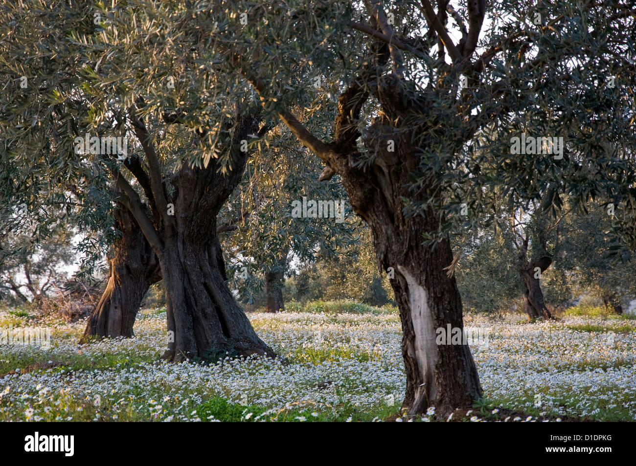 Uliveto in primavera (Pelion Peninsula, Tessaglia, Grecia) Foto Stock