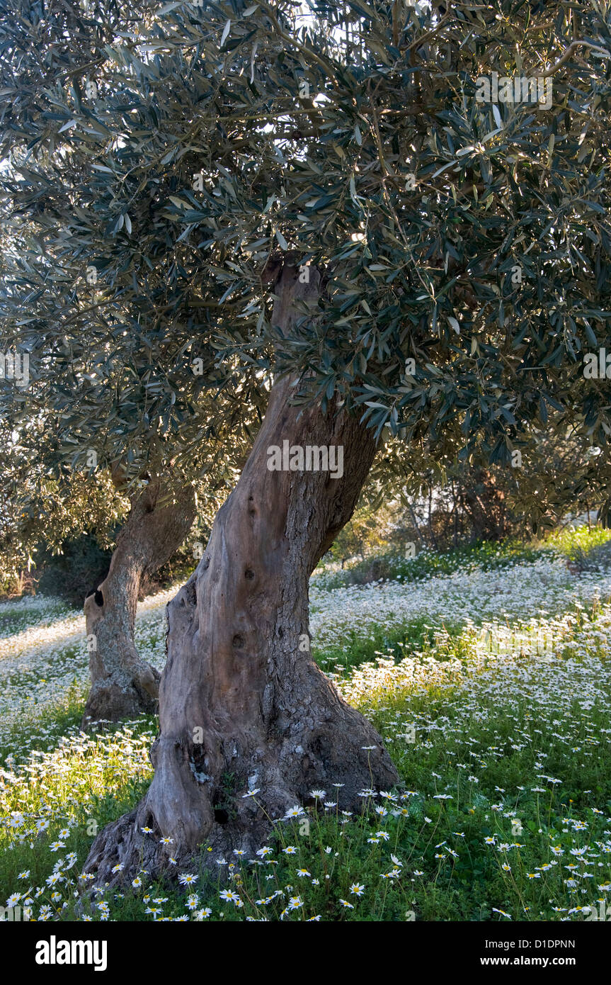 Uliveto in primavera (Pelion Peninsula, Tessaglia, Grecia) Foto Stock