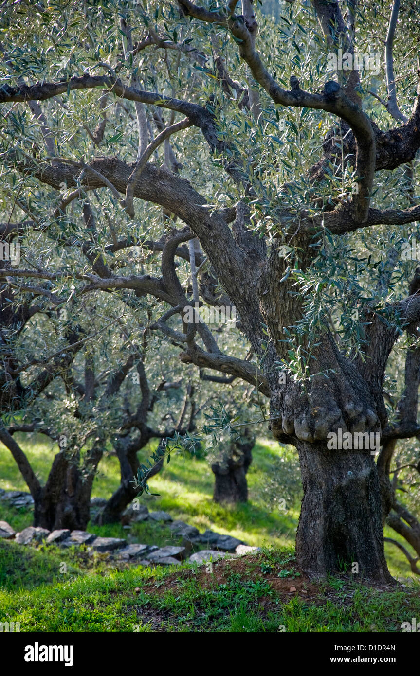 Uliveto in primavera (Pelion Peninsula, Tessaglia, Grecia) Foto Stock