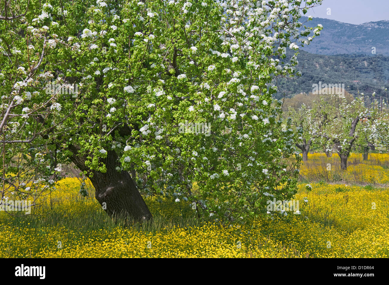 Fioritura pear tree orchard (Pyrus communis) su giallo il prato fiorito Foto Stock