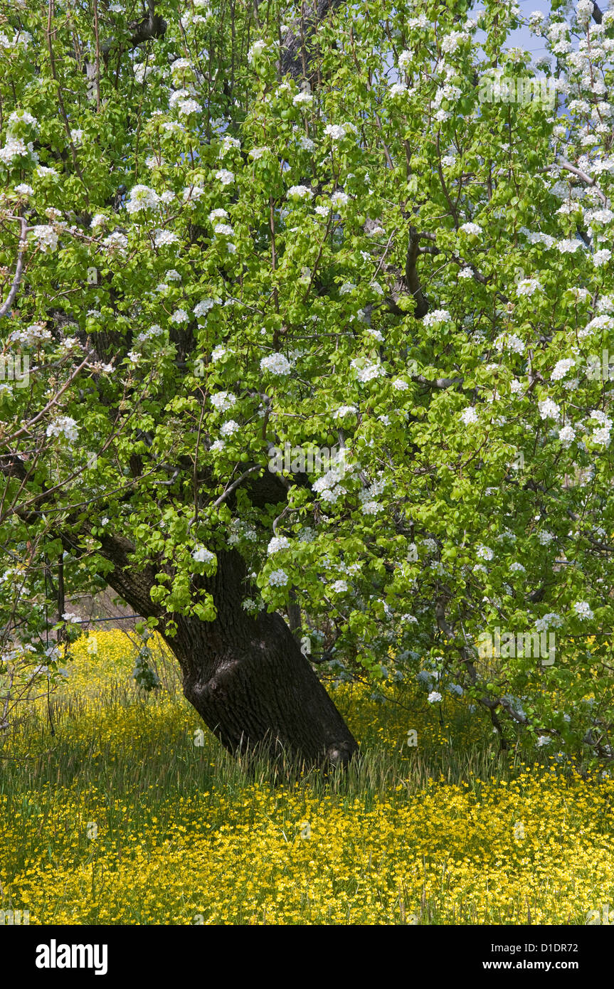 Fioritura Pear Tree (Pyrus communis) su giallo il prato fiorito Foto Stock