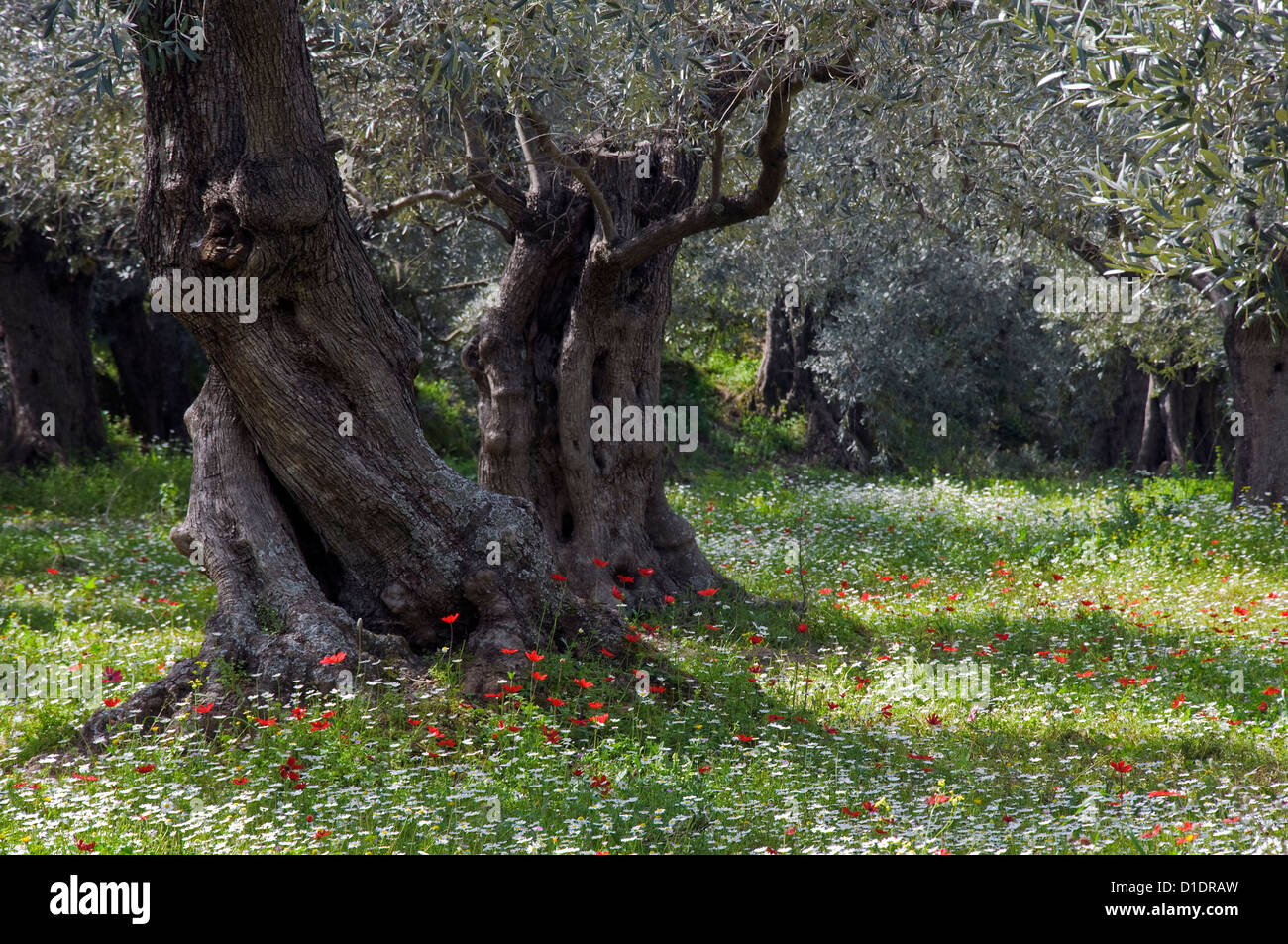 Uliveto in primavera (Pelion Peninsula, Tessaglia, Grecia) Foto Stock