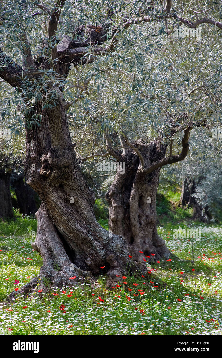 Uliveto in primavera (Pelion Peninsula, Tessaglia, Grecia) Foto Stock