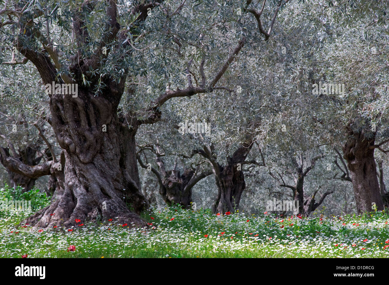 Uliveto in primavera (Pelion Peninsula, Tessaglia, Grecia) Foto Stock