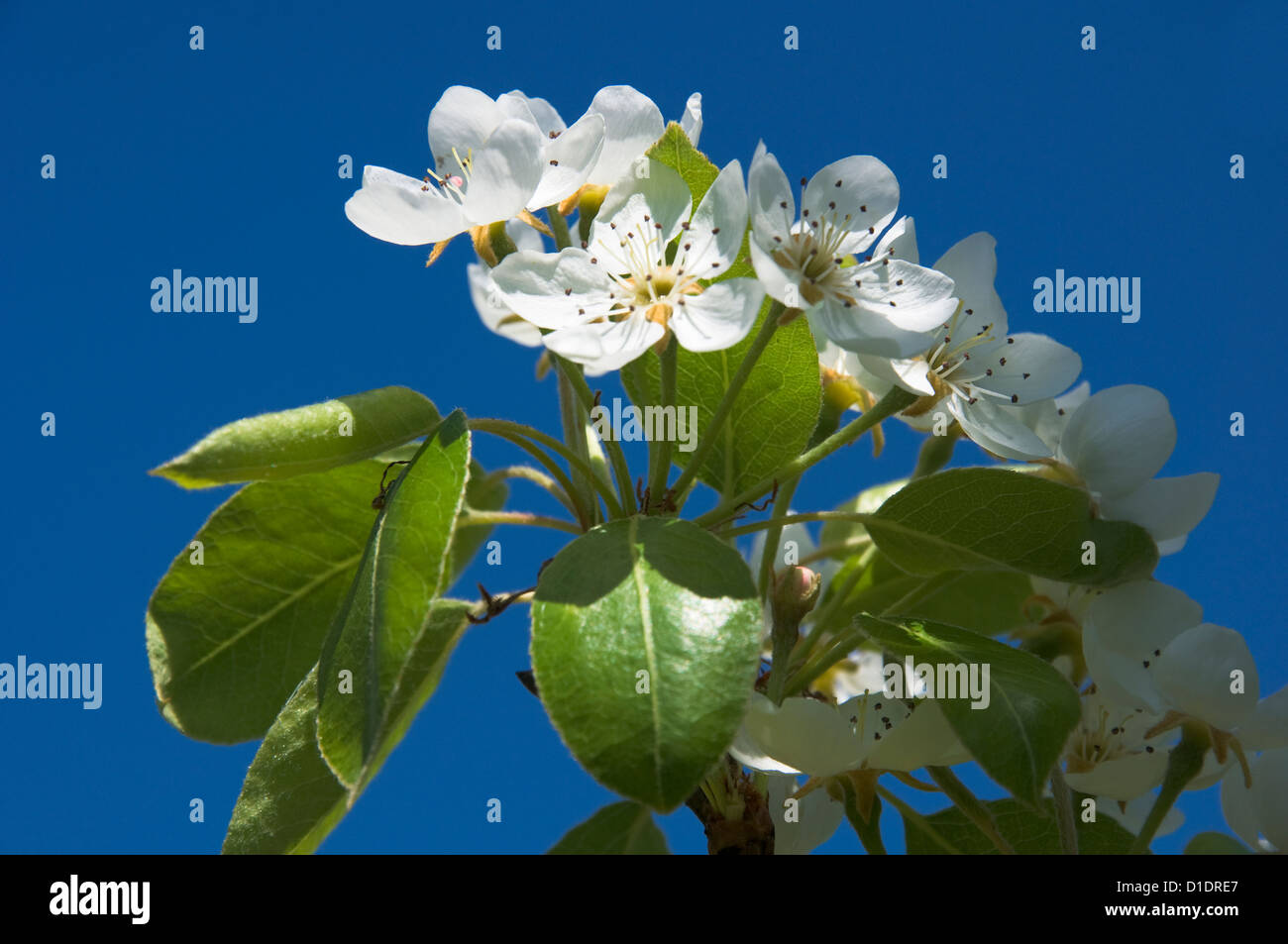 Il ramo di una fioritura Pear Tree (Pyrus communis) Foto Stock