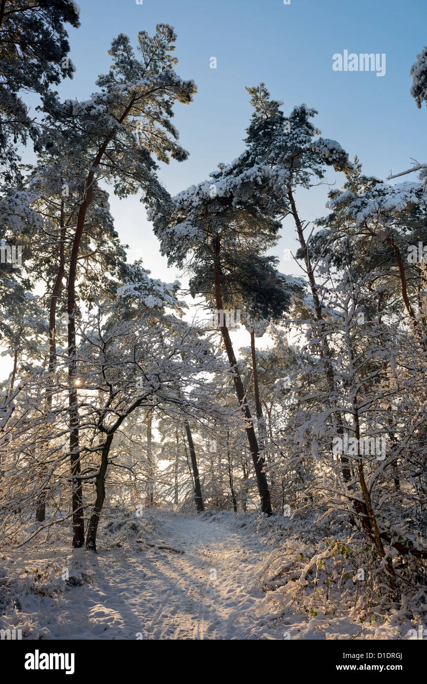 Misti di conifere foresta di pini durante il periodo invernale Foto Stock