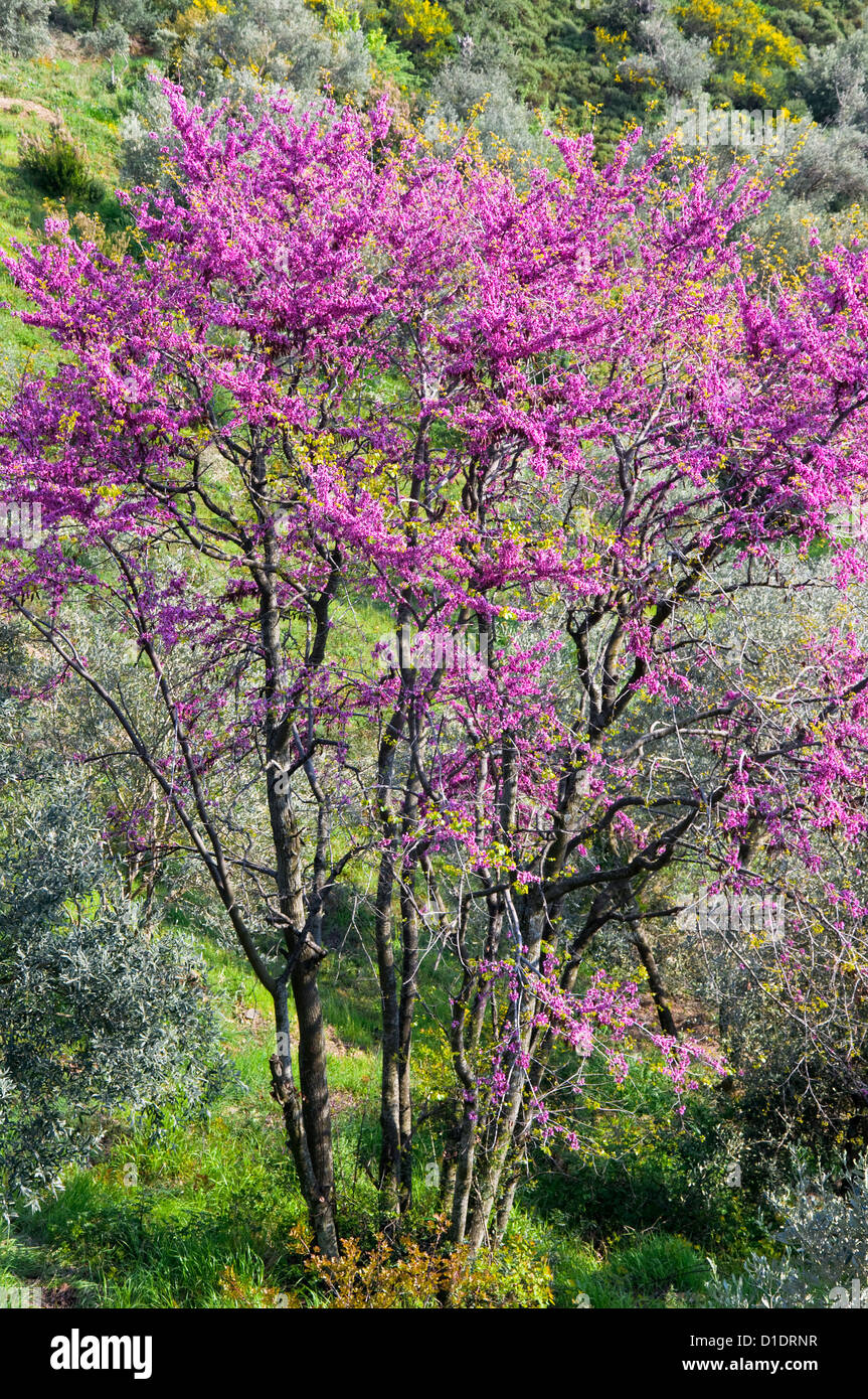 Fioritura albero di Giuda (Cercis siliquastrum) Foto Stock