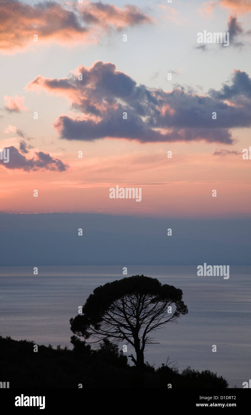 Pino di Aleppo (Pinus halepensis) dopo il tramonto nel Golfo Pagasitc (Pelion, Tessaglia, Grecia) Foto Stock