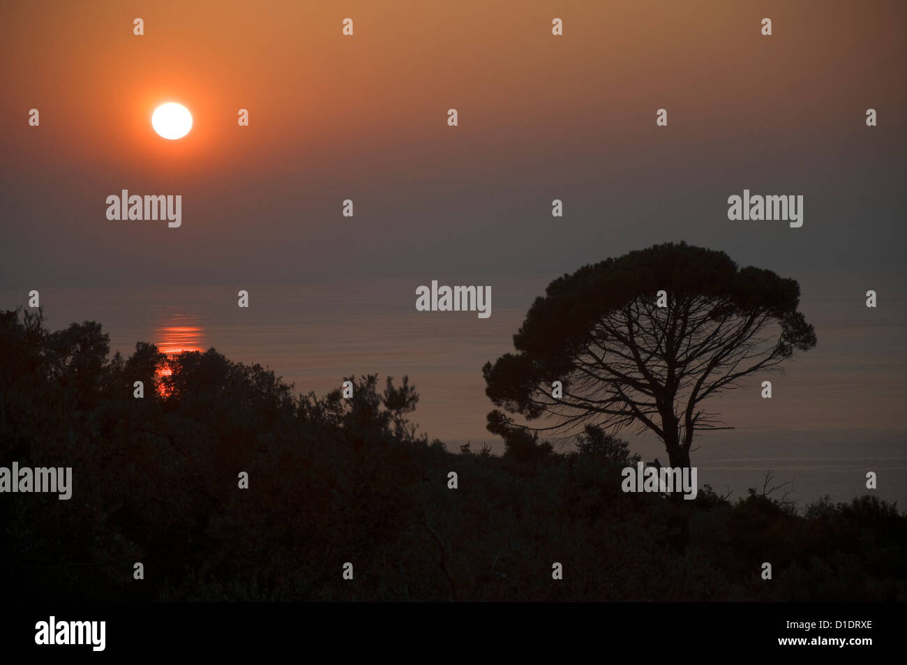 Pino di Aleppo (Pinus halepensis) al tramonto nel Golfo Pagasitc (Pelion, Tessaglia, Grecia) Foto Stock