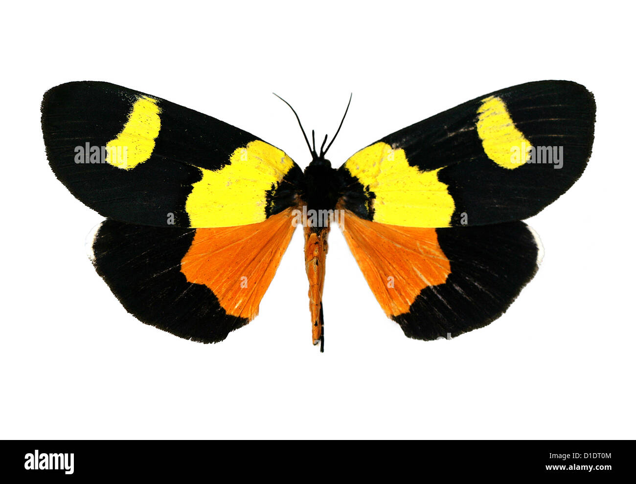 Una falena Nolid, Eligma laetipicta, Nolidae, Lepidotteri. Kenya, Malawi, Africa orientale. Montato campione. Foto/intaglio. Foto Stock