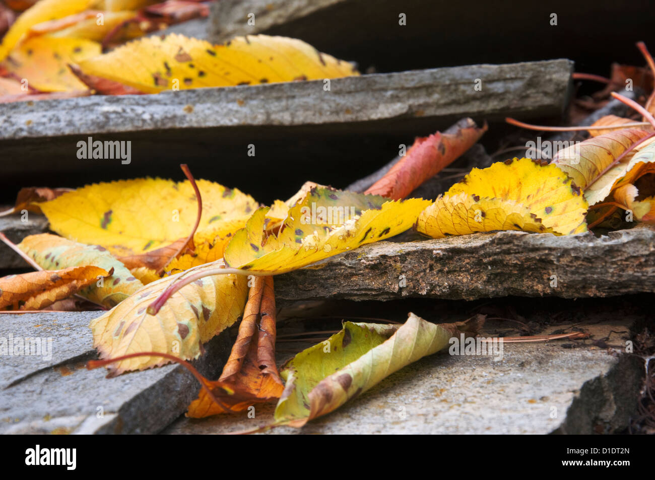 Foglie di autunno giacente sul tetto in pietra piastrelle Foto Stock