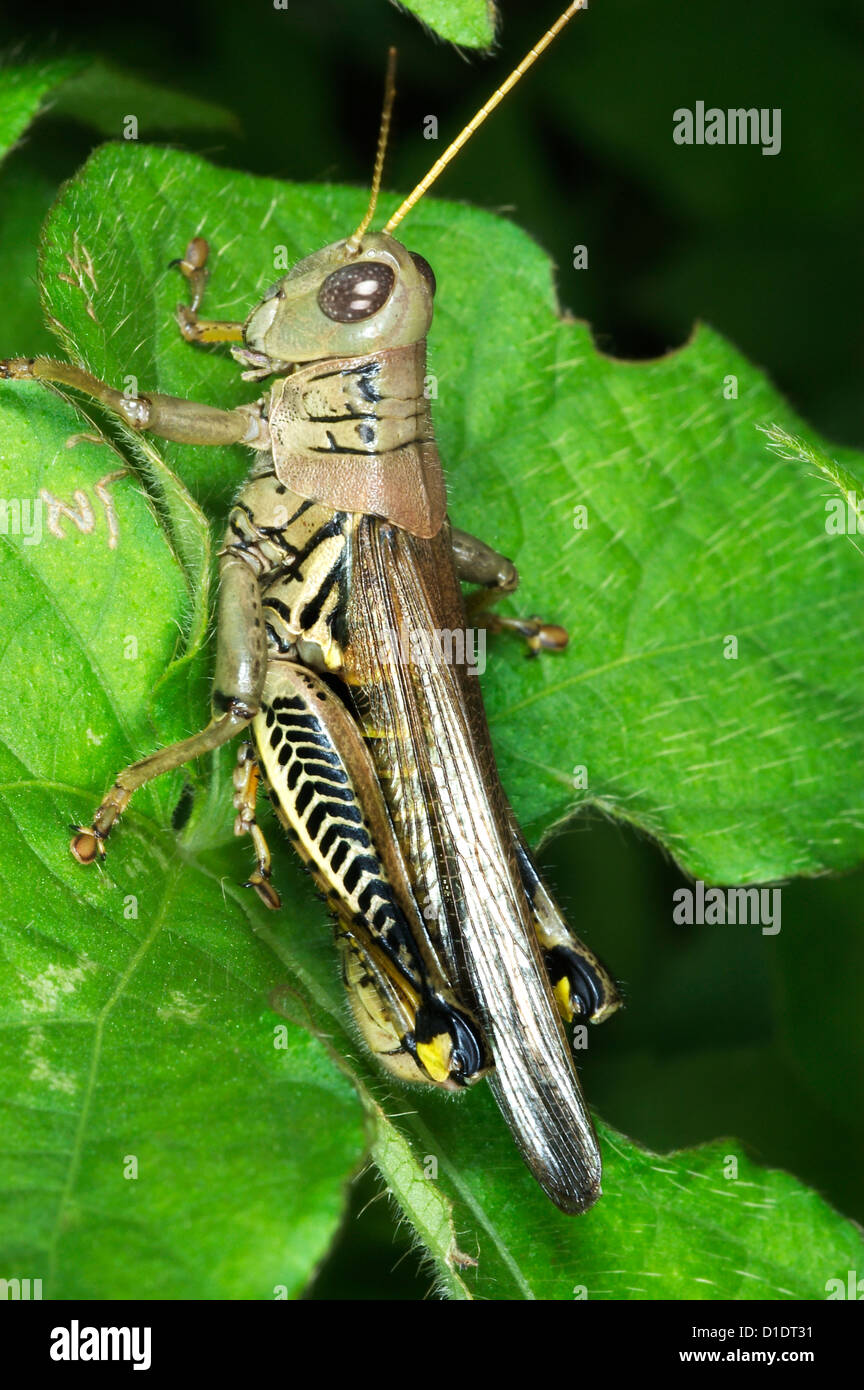 Grasshopper differenziale, Melanoplus differentialis Foto Stock