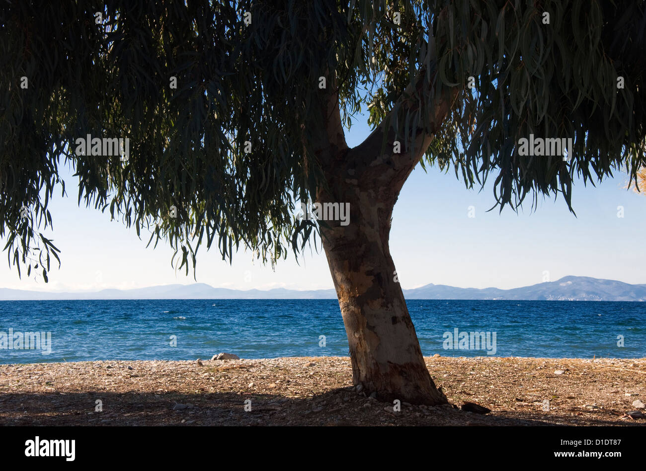 Albero di eucalipto su una spiaggia del golfo Pagasitic (Pelion Peninsula, Tessaglia, Grecia) Foto Stock