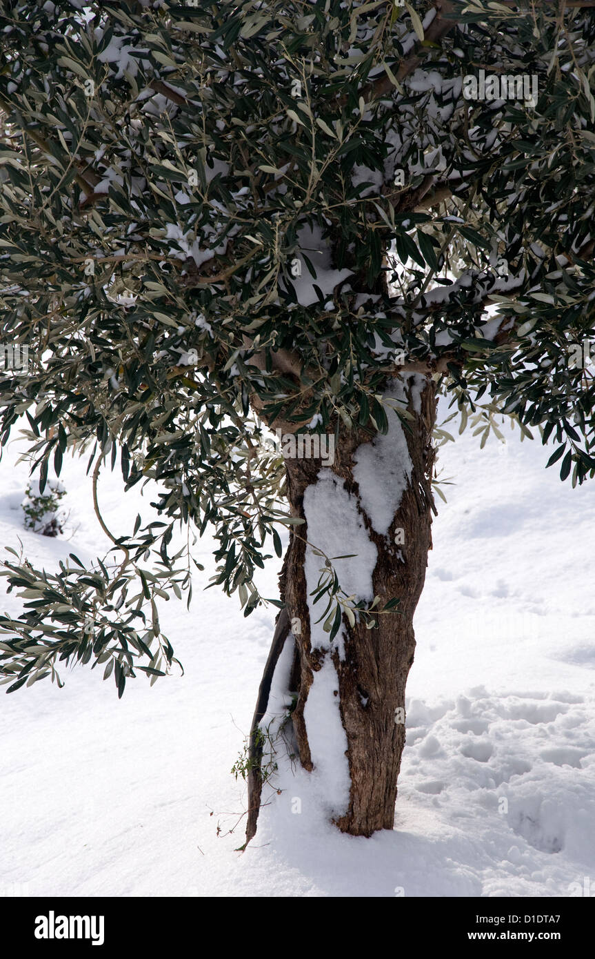 Coperte di neve ulivo (Grecia) Foto Stock