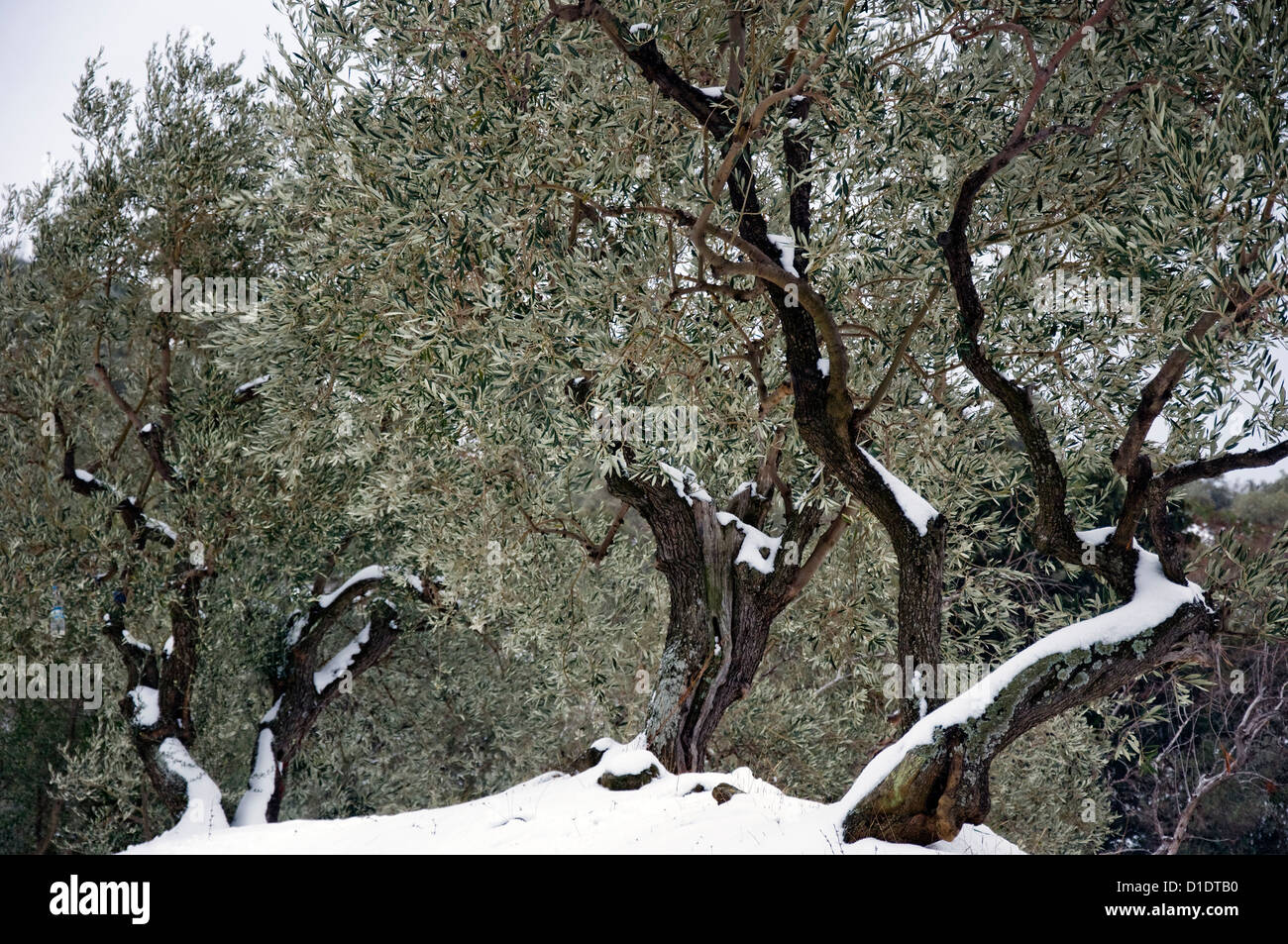 Coperte di neve oliveto (Grecia) Foto Stock