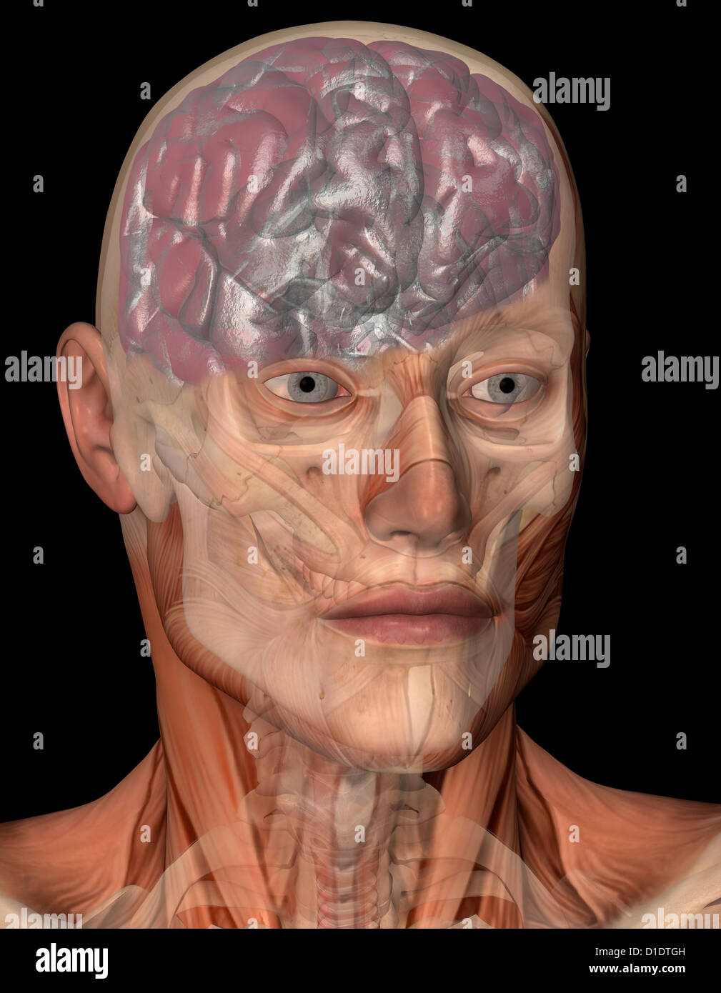 Testa umana anatomia che mostra il cervello entro il cranio Foto Stock