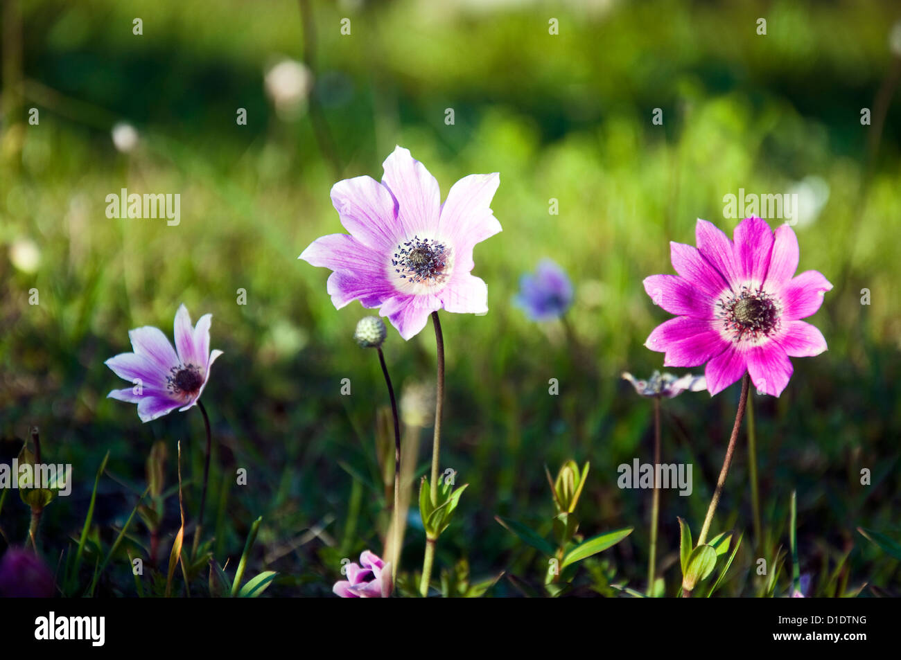 Papavero selvatico anemoni sul prato (anemone coronaria) Foto Stock