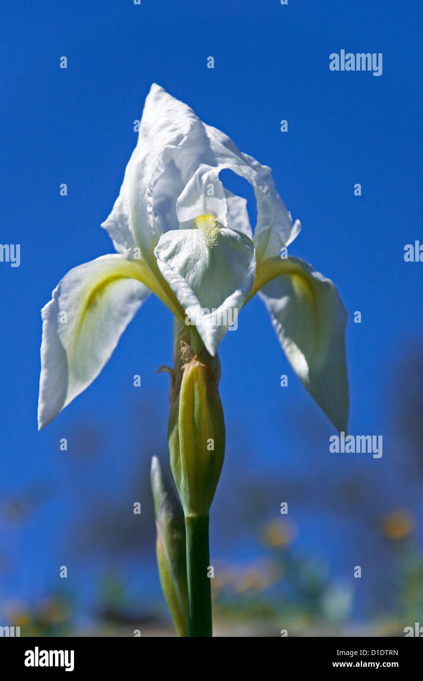 Unico iride bianco fiore contro il cielo blu Foto Stock