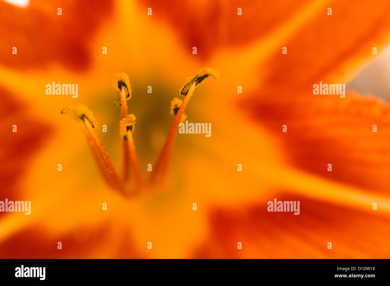 Fiore di colore arancione Daylily (dettaglio) Foto Stock