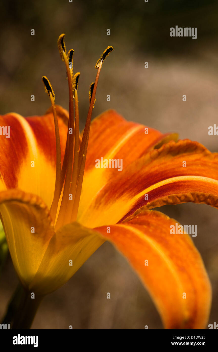 Fiore di colore arancione Daylily (close-up) Foto Stock