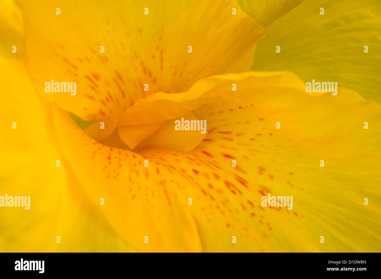 Close-up di un giglio giallo (dettaglio) Foto Stock